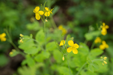 Chelidonium majus yellow flower plant