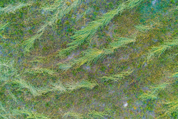 Fototapeta na wymiar Aerial view of a meadow with mowed grass. Natural floral background