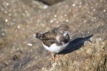 Tournepierre à collier (Arenaria interpres)