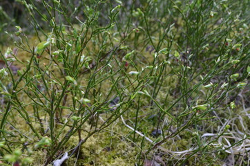 Arbuste de myrtille