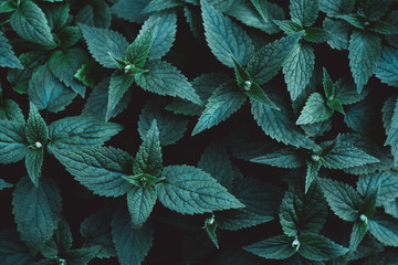 Beautiful dark background of green leaves. Flat lay.
