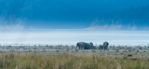 Obraz na płótnie Canvas Land of Elephants at Jim Corbett