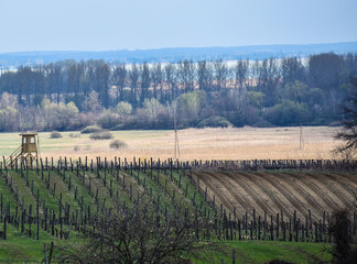 Fototapeta na wymiar Rural landscape - vineyard in spring