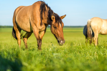 Naklejka na ściany i meble A horse in the pasture eats grass, in summer in sunny weather. It is photographed close-up.