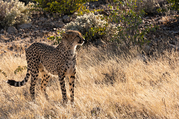 Guepardo en libertad en Namibia, África.