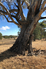 Large Gum Tree in Australia