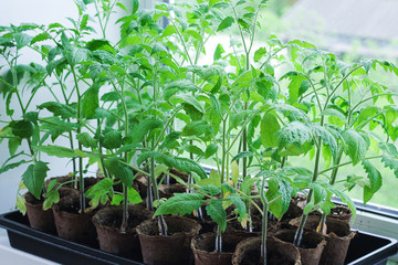 tomato seedlings are grown on the window in the spring. many peat pots stand in rows.