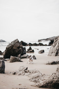 Side view of adult cute sad purebred dog in collar standing on seashore near rocks and looking away