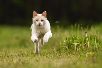Fotobehang Cute White Pet Cat Having Fun and Running Through Long Grass © James
