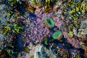 tidepool moss beach California