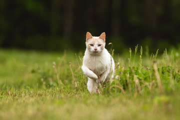 Cute White Pet Cat Having Fun and Running Through Long Grass