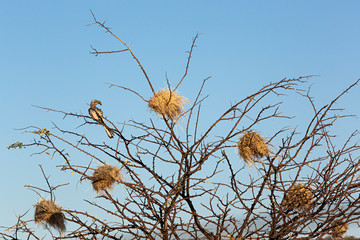 Ave exótica en árbol con nidos, Namibia.