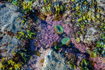 tidepool
