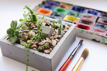Horizontal banner background with composition on the table. Concrete pot with a garden of succulents, paints and brushes for a colorful creative background. Different items on a white background.