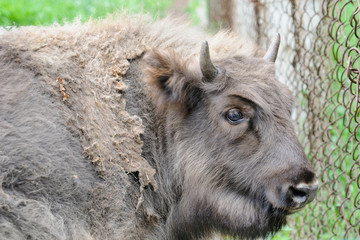 young jenny-bison