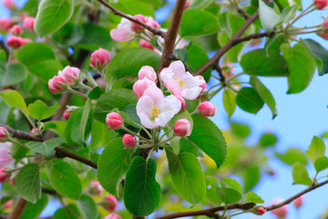 arbre en fleurs