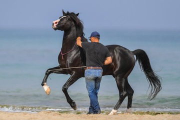 Man is training his horse on the sea beach