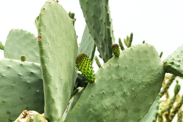 Macro photo of Prickly Pear cactus. Opuntia cactus. green background with desert plant