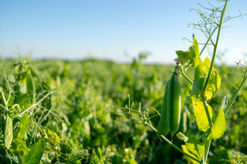 Pea pod in a field in summer close-up, on the background a blurred green background