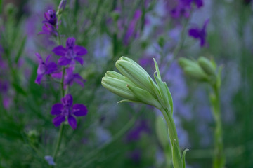 Unblown flower in summer close-up, in the background purple flower