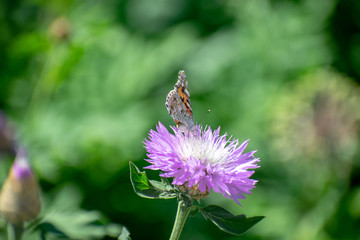 A butterfly collects pollen in the summer on a beautiful flower with bright purple petals and a white center.