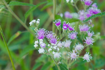 Flor
