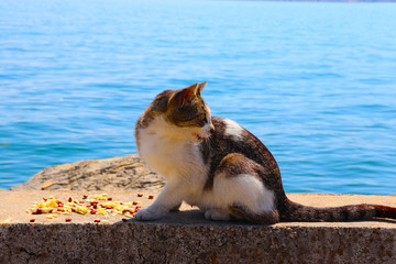 Islands, blue sea and sky, fisherman boats and a street cat in Istanbul's coast