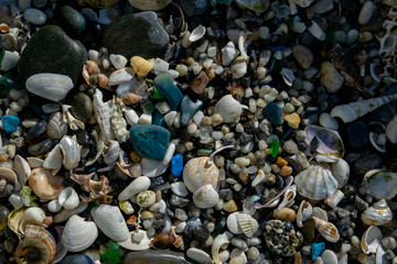 Stones and seashells on the beach in summer, colorful, beautiful background and texture