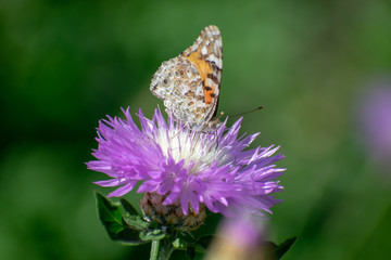 A butterfly on a flower with purple petals in summer collects pollen
