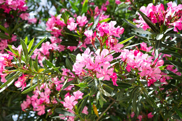 Pink oleander or Nerium flower blossoming on tree. Beautiful colorful floral background - obrazy, fototapety, plakaty