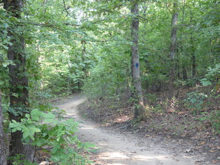 forest trail