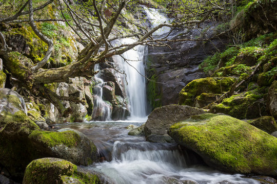 Low angle view of mountain creek and sunlit, curvy tree covered by golden moss in front of a scenic forest waterfall cascading down the rocky cliff - Powered by Adobe