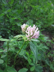 pink clover flowers on green grass background