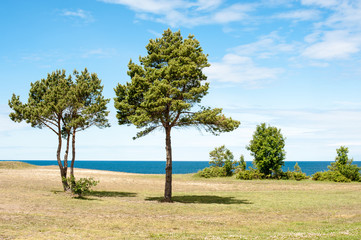 Fototapeta na wymiar A lookout in summer at Saaremaa Estonia between pine trees
