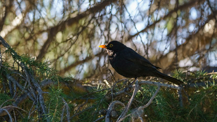 Fototapeta premium Male Eurasian Blackbird Turdus merula