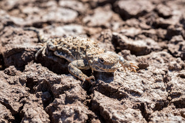 Close portrait of Phrynocephalus helioscopus agama in nature