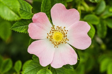 Top view of fresh blooming dog rose with pink petals, yellow pistils and green leaves around growing in a garden on a sunny spring day.