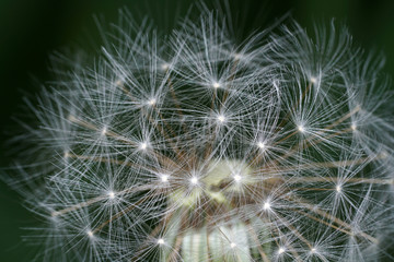 Dandelion as a detail photographed in high resolution and sharp 