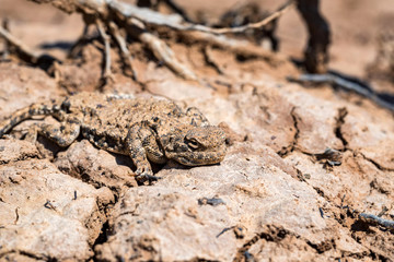 Close portrait of Phrynocephalus helioscopus agama in nature