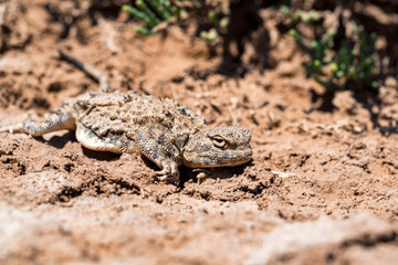 Close portrait of Phrynocephalus helioscopus agama in nature