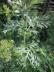 green bush of wormwood