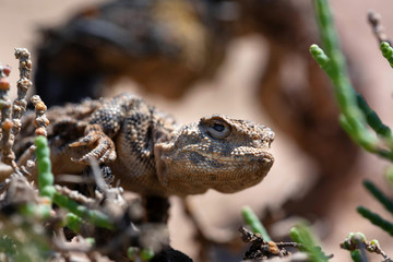 Close portrait of Phrynocephalus helioscopus agama in nature