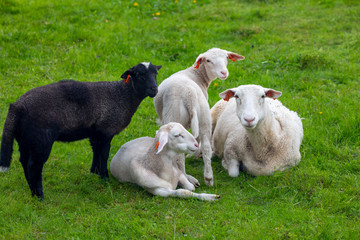 Fototapeta premium Sheep and lambs