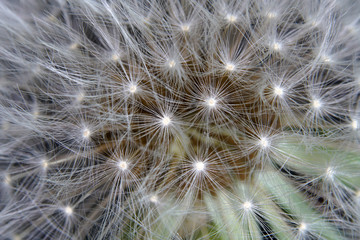 Fototapeta na wymiar Dandelion as a detail photographed in high resolution and sharp 