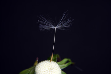 Dandelion as a detail photographed in high resolution and sharp 
