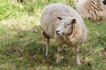Obraz na płótnie Canvas Sheep in a field in Brittany