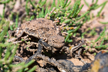 Naklejka premium Close portrait of Phrynocephalus helioscopus agama in nature