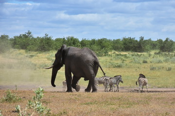 elephant in comparsion with zebras,SOuth Africa
