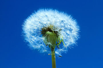 Fluffy dandelion against blue sky