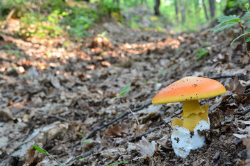 Amanita caesarea or Caesar's mushroom in oak forest